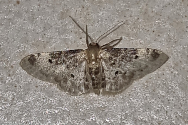 Idaea filicata